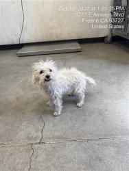 Shelter Stray Female Dog last seen Near BLOCK W CORNELL AVE, FRESNO CA 93705 4011, 5277 E Airways Blvd, Fresno, CA 93727, USA