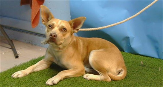 Shelter Stray Female Dog last seen , 216 W Victoria St, Gardena, CA 90248, USA