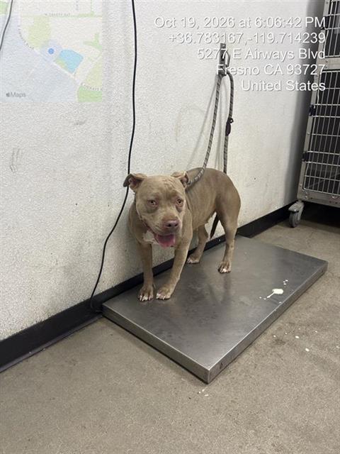 Shelter Stray Female Dog last seen Near BLOCK E MONO AVE FRESNO CA 93702, 5277 E Airways Blvd, Fresno, CA 93727, USA