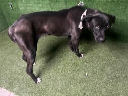 Shelter Stray Female Dog last seen , 5210 W Ave I, Lancaster, CA 93536, USA