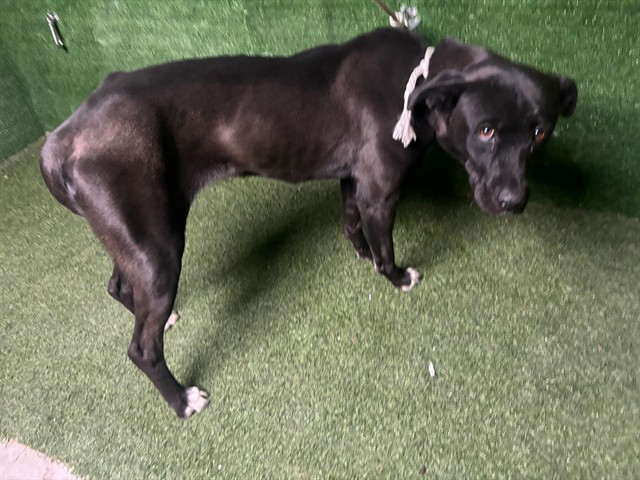 Shelter Stray Female Dog last seen , 5210 W Ave I, Lancaster, CA 93536, USA