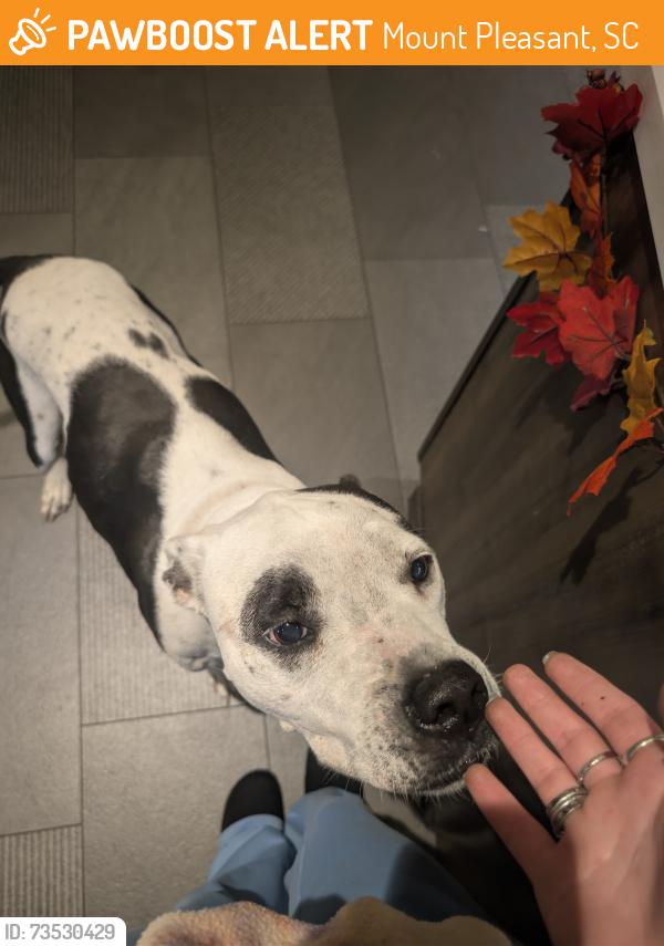 Found/Stray Male Dog last seen Hungryneck blv, Tru by Hilton front desk, Mount Pleasant, SC 29464
