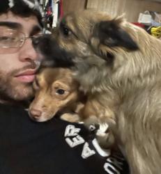 Reunited Female Dog last seen oak st right next to the family dollar on allen st, New Britain, CT 06051