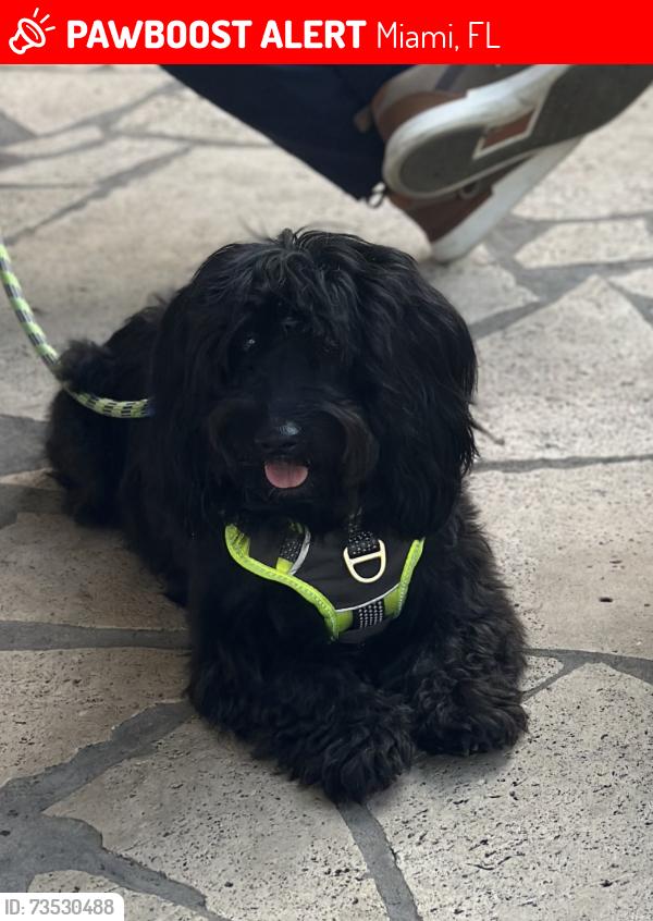 Lost Female Dog last seen 51st street by Blue Lagoon apmts, Miami, FL 33126