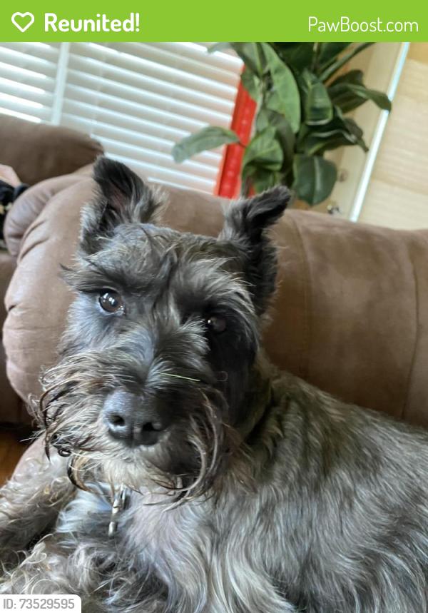 Reunited Male Dog last seen Wall blvd, oakdale park, Gretna, LA 70056