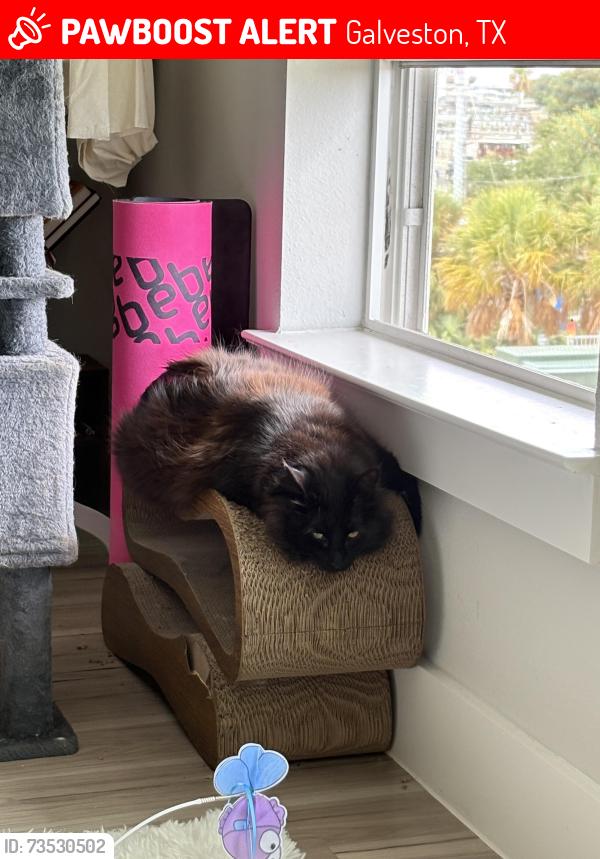 Lost Male Cat last seen Port Aux Prince cndmnium, Galveston, TX 77550