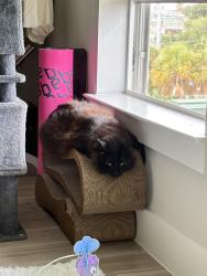 Lost Male Cat last seen Port Aux Prince cndmnium, Galveston, TX 77550