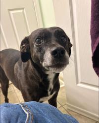 Reunited Male Dog last seen 207/87 avenue Langley twp, Langley Township, BC V1M 3X4