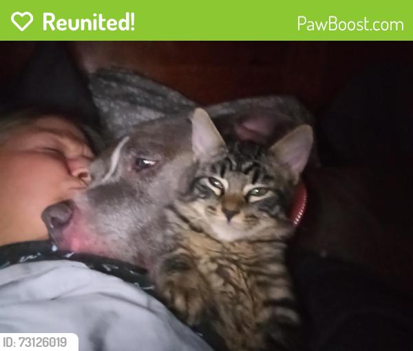 Reunited Male Cat last seen Heritage Valley Circle, Fergus Road, La Vergne, TN 37086
