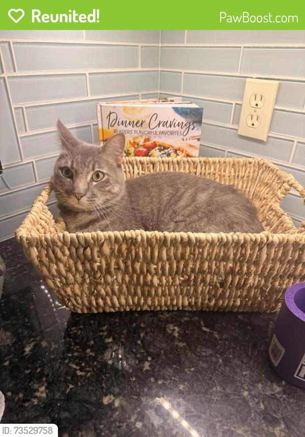 Reunited Male Cat last seen Highlands neighborhood harcourt drive, Boise, ID 83702