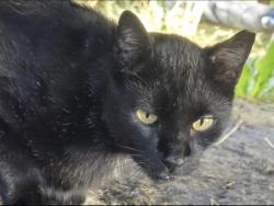 Found/Stray Male Cat last seen Brock st and 3500 s, West Valley City, UT 84119