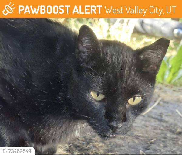 Found/Stray Male Cat last seen Brock st and 3500 s, West Valley City, UT 84119