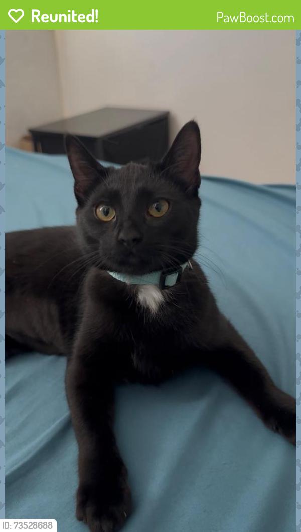 Reunited Female Cat last seen Near, Lancaster, CA 93535