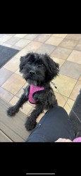 Reunited Female Dog last seen Grange Hall Cir Thornton, CO 80229 United States, Thornton, CO 80229