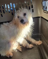 Reunited Female Dog last seen Near S 2700 W, West Valley City, near the Valley Fair Mall, West Valley City, UT 84119