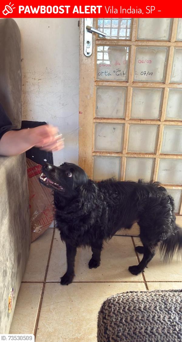 Lost Male Dog last seen Rua 8, Vila Indaia, SP 13506-705