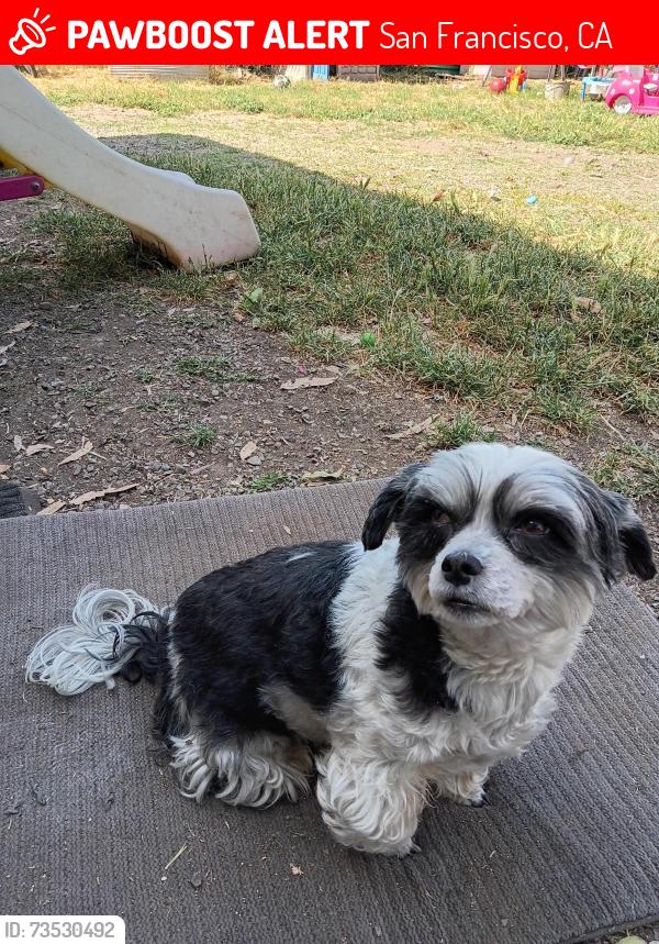 Lost Female Dog last seen Hippie hill park, San Francisco, CA 94117