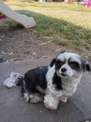 Lost Female Dog last seen Hippie hill park, San Francisco, CA 94117