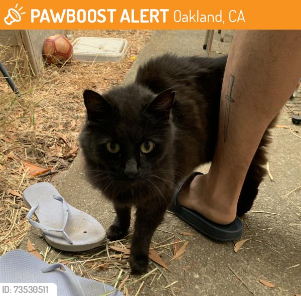 Found/Stray Unknown Cat last seen Hillmont & Van Mourik, Oakland, CA 94605
