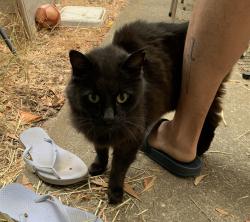 Found/Stray Unknown Cat last seen Hillmont & Van Mourik, Oakland, CA 94605