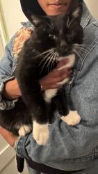 Found/Stray Male Cat last seen Chevron Gas Station at Main and Marine Drive, Vancouver, BC V5X 2S3