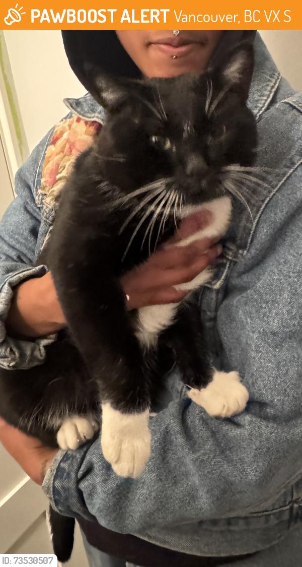 Found/Stray Male Cat last seen Chevron Gas Station at Main and Marine Drive, Vancouver, BC V5X 2S3