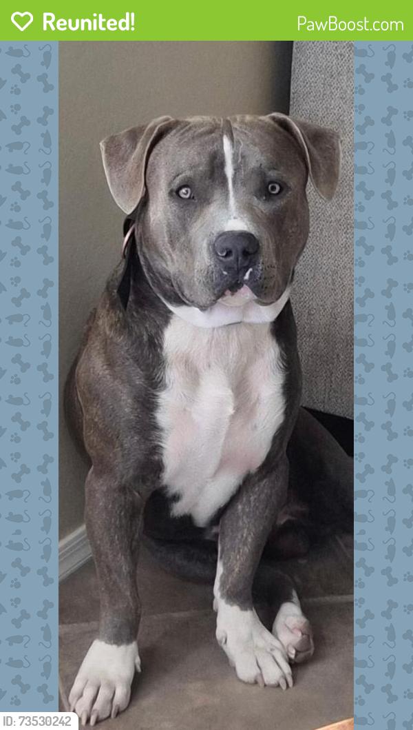 Reunited Male Dog last seen N 169th Dr & W Washington Street, Goodyear, AZ, Goodyear, AZ 85395