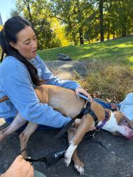Shelter Stray Male Dog last seen Near Laconia Avenue, BRONX, NY, 10466, 326 E 110th St, New York, NY 10029, USA