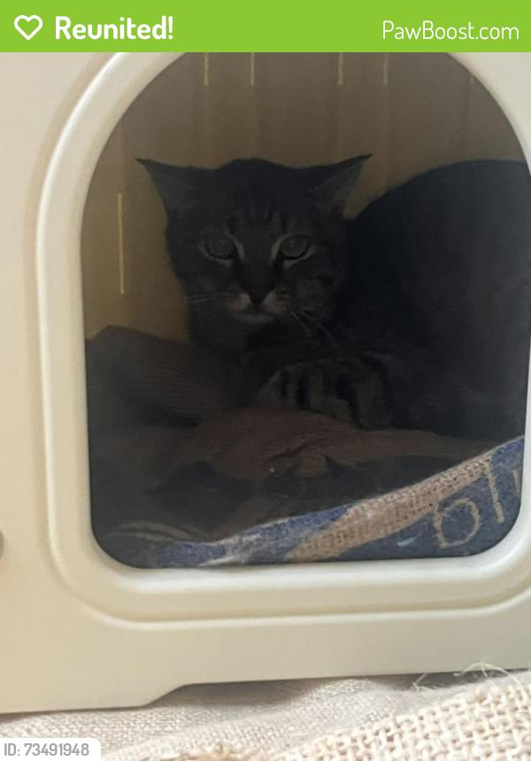 Reunited Male Cat last seen Near corner of Sarsfield Circuit and Bexley Road, Bexley North, NSW 2207