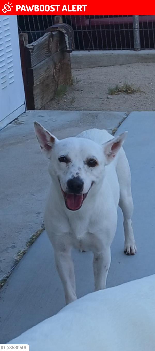 Lost Female Dog last seen Hesperia Rd / Mesa, San Bernardino County, CA 92345
