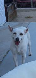 Lost Female Dog last seen Hesperia Rd / Mesa, San Bernardino County, CA 92345