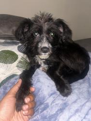Lost Female Dog last seen Near Fortner street Apt A1 Dothan Al., Dothan, AL 36301