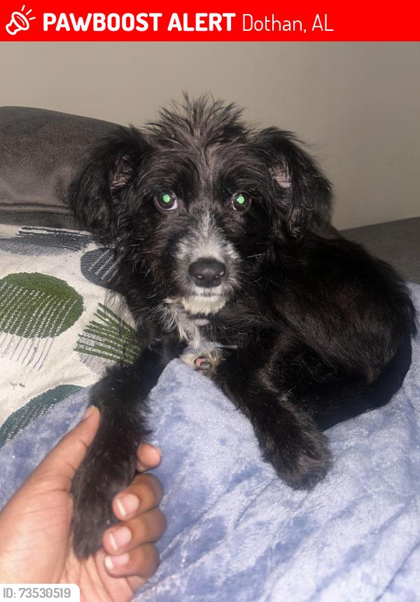 Lost Female Dog last seen Near Fortner street Apt A1 Dothan Al., Dothan, AL 36301