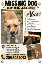 Lost Female Dog last seen Carpenter & Paradise, Modesto, CA 95351