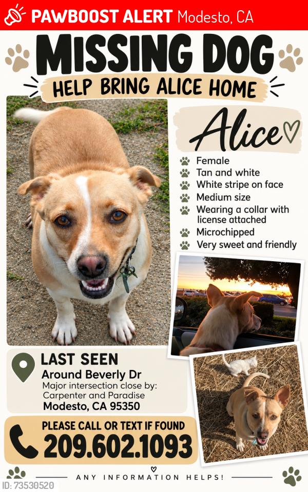 Lost Female Dog last seen Carpenter & Paradise, Modesto, CA 95351