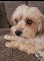 Lost Female Dog last seen 51st Ave and. Cholla, Glendale, AZ 85302