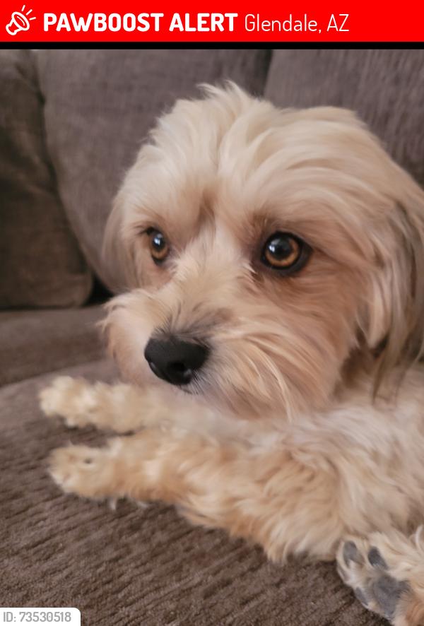 Lost Female Dog last seen 51st Ave and. Cholla, Glendale, AZ 85302