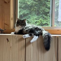 Lost Female Cat last seen Knox Mountain Road and Indian Ridge Road, Ossipee, NH 03814
