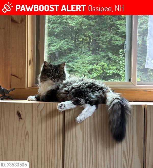 Lost Female Cat last seen Knox Mountain Road and Indian Ridge Road, Ossipee, NH 03814