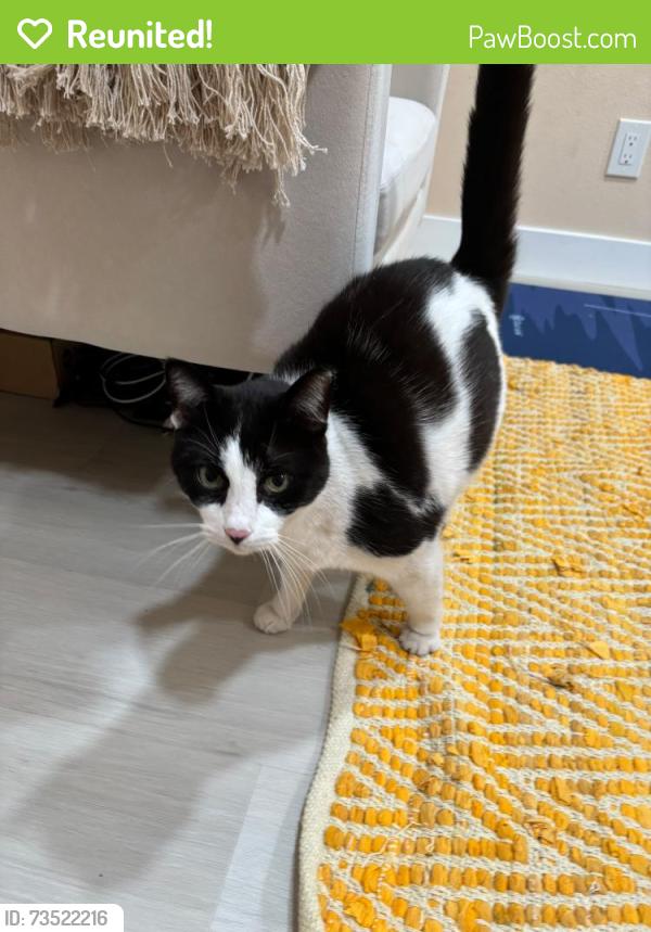 Reunited Female Cat last seen Tantau Ave and Meiggs Ave, Cupertino, CA 95014