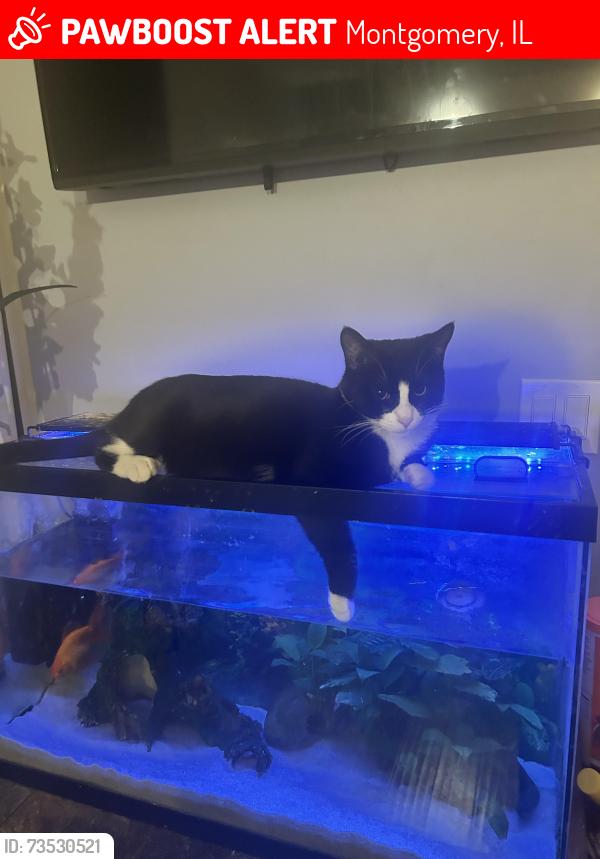 Lost Male Cat last seen Concord St in Lakewood, Montgomery, IL 60538