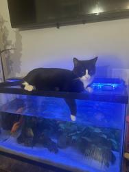 Lost Male Cat last seen Concord St in Lakewood, Montgomery, IL 60538