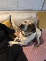 Found/Stray Male Dog last seen Near whisper wood rd, knoxville 37918, Knoxville, TN 37918