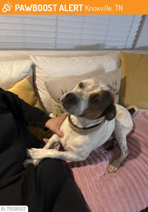 Found/Stray Male Dog last seen Near whisper wood rd, knoxville 37918, Knoxville, TN 37918