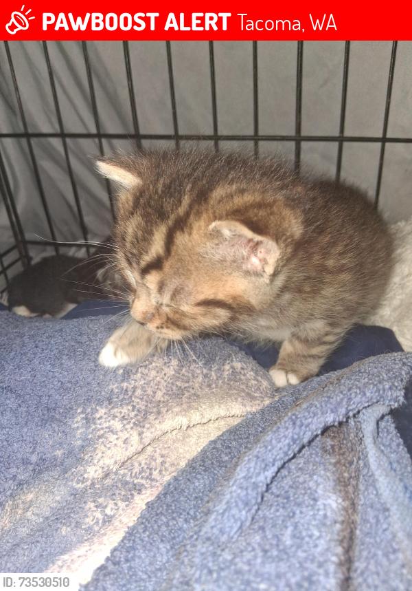 Lost Male Cat last seen South 34th street and pacific Ave. Tacoma Washington, Tacoma, WA 98402