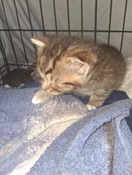 Lost Male Cat last seen South 34th street and pacific Ave. Tacoma Washington, Tacoma, WA 98402