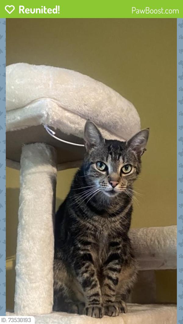 Reunited Male Cat last seen Burkewood Drive, Hathaway park, Country Club, Winston-Salem, NC 27104
