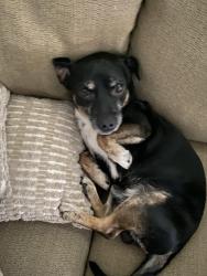 Lost Male Dog last seen 33rd ave by in front of the Whataburger, Phoenix, AZ 85029