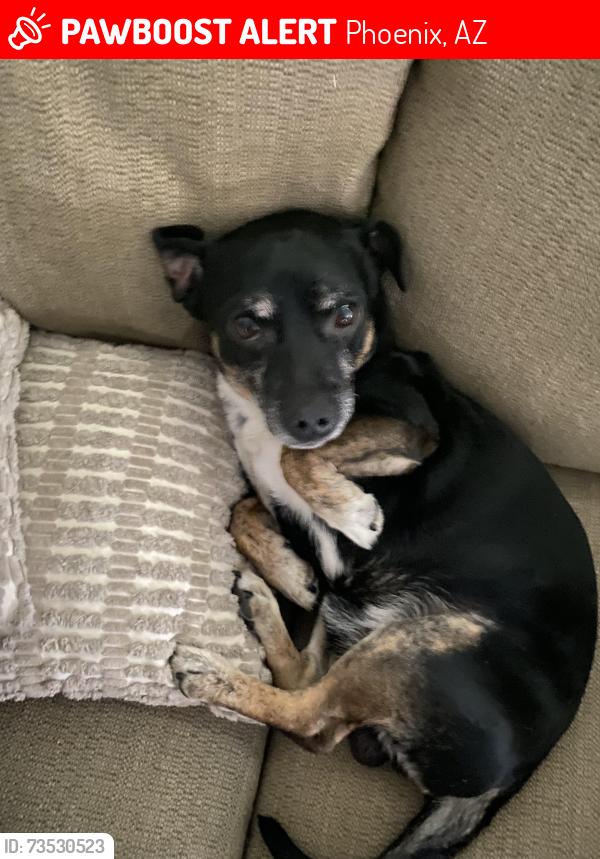 Lost Male Dog last seen 33rd ave by in front of the Whataburger, Phoenix, AZ 85029