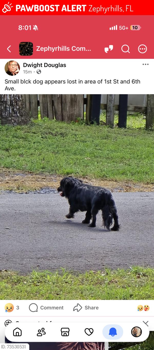 Lost Male Dog last seen First location last seen headed towards ABC pizza last lovation seen between 1st st and 6th ave around approximately 6:30 7 p.m, Zephyrhills, FL 33542